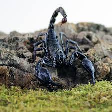 In north america) look a lot like underwater similar species: Heterometrus Spinifer Giant Blue Scorpion