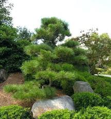 Ornamental Pines Landscape And Gardens Ornamental Pine Trees Years Of Pruning On Site Black Pin Japanese Black Pine Tree Japanese Garden Plants Black Pine Tree