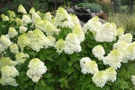 I love the tall 'limelight' hydrangea (hydrangea paniculata 'limelight') for its beautiful and reliable white/lime green flowers, fast growth and easy care. Limelight Hydrangea 2 Gallon Container Grimm S Gardens