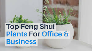 The use of plants thus becomes an important part of creating a feng shui environment. Best 21 Feng Shui Plants For Office Success Placement Tips