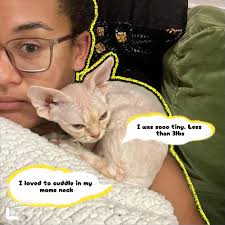 รับแมวเข้าบ้านวันแรก: ประสบการณ์สุดน่ารักจากเจ้าโกคู