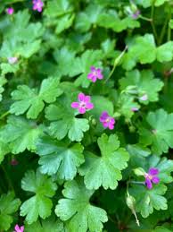 Image result for Wild Strawberry 1990 Tracer