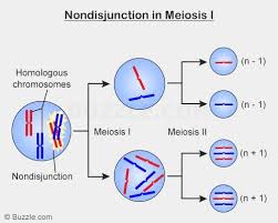Nondisjunction In Meiosis I Biology Lessons Meiosis Anatomy And Physiology