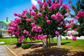 Reduces the number of blooms that will be produced during summer. Crape Myrtle Varieties And Guide The Tree Center