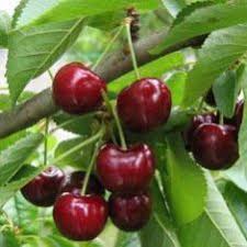 Scegli tra centinaia di varieta di cherries e di alberi da frutta di nostra produzione. Prunus Bigarreau Burlat Hoogstam Kersenboom Onlineplantenshop Nl