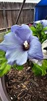 Image result for Hibiscus syriacus Violet Clair Double