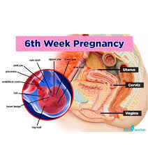 3d ultrasound picture of baby at 6 weeks pregnant. 6th Week Pregnancy Baby Development Symptoms And Ultrasound