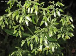 Image result for Blumea adamsii