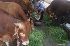 Image result for IPAL rph sapi
