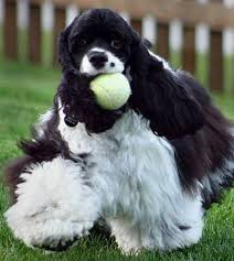All Black American Cocker Spaniel Pin By Julie Early On American Cocker Spaniel Cocker Spaniel American Cocker Spaniel Cocker Spaniel Puppies