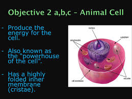 Animal cells are of various sizes and have irregular shapes. Cells Structures And Processes Ppt Download