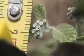 Image result for Heliotropium supinum