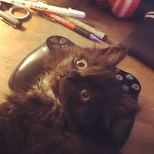 Mom Said Its My Turn On The Xbox Sorry I Know Its A Ps4 Animal Lover Animals Cats