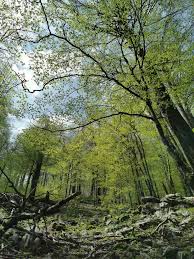 Po čemu je risnjak dobio ime?. Risnjak Nepravedno Zanemaren Nacionalni Park Koji Treba Biti Na Tvojoj Must See Listi