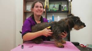 They would often develop excessive barking behaviors, which might at times be obnoxious, but adds to its quality of being a good watchdog. Handstripping A Wirehaired Dachshund Youtube