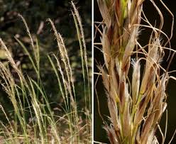 Image result for Eriosema robinsonii