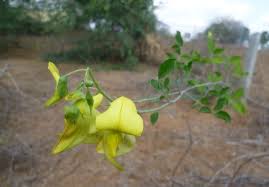 Image result for Crotalaria laburnifolia