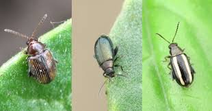 How to get rid of japanese beetle adults: Flea Beetles Usu