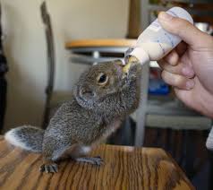 The Formula Used For Baby Squirrels Or Really Any Other Baby Animal If Used And They Begin To Show Signs Of Sickness The Baby Squirrel Cute Squirrel Squirrel
