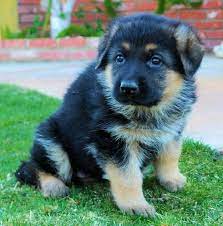 The german shepherd chow mix is a combination of the german shepherd breed and the chow chow breed. German Shepherd Chow Mix Puppies For Sale Petsidi
