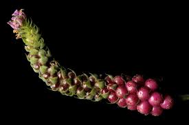 Image result for Nesogenaceae