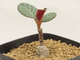 Image result for Monadenium pseudoracemosum