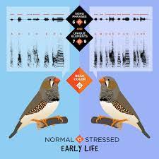 Zebra Finch Study Finds Mixed Impact Of Early Life Stress Illinois