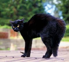You may have already witnessed examples of territorial behavior from your cat. Cat General Features And Special Adaptations Britannica