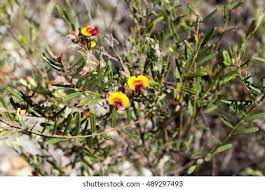 Image result for Acacia eriocarpa