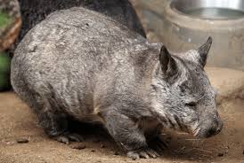 Image result for Northern hairy-nosed wombat