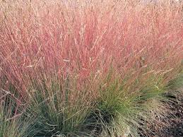 Image result for Festuca chodatiana