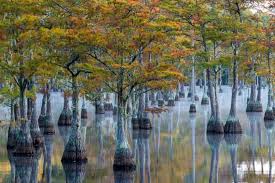 Image result for Taxodium
