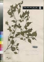 Image result for Rinorea angustifolia