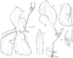 Image result for Disperis katangensis