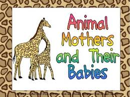 Mother and baby animals activities. Animal Mothers And Their Babies Shared Reading For Kindergarten Tpt