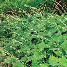 Image result for Persicaria