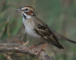 Black Bird With White Stripes On Wings And Tail Lark Sparrow Birds Sparrow Bird Beautiful Birds