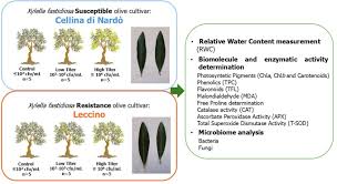 Image result for Xylia mendoncae