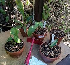 Aroid (plural aroids) (informal) any plant of the family araceae, found chiefly in the tropics. Aroid Soil Mix Velvet Leaves Of Adelaide