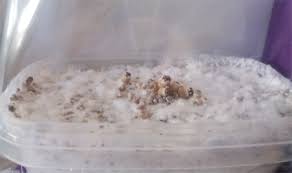 Magic Mushroom Grow Kit Step By Step Sirius Nl