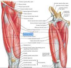 In most instances it is due to muscle and tendon pain, but can be associated with any disease or disorder of the ligaments, bone, joints, blood vessels or nerves in the thigh. Posterior Thigh Muscles Origin Nerve Supply Function