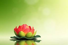 Maybe you would like to learn more about one of these? Spa Concept Red Lotus Flower On Green Background Green Backgrounds Red Lotus Flowers