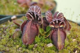Image result for Cephalocroton mollis