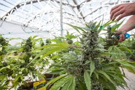 Some important questions are at play … what investments are there before i jump into how and where to invest in regards to islamic law, i want to address the stock market first you can also buy shares in bullion management group (bmg), which offers mutual funds that. Slang Worldwide Canadian Investment Firm Buys Another Colorado Marijuana Business Westword