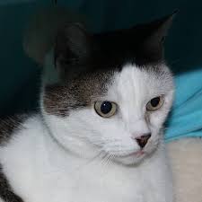 Check spelling or type a new query. Jungekatze Instagram Posts Gramho Com