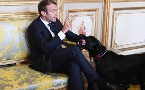 La grille complète de votre soirée télé du avec le programme tv chaîne par chaîne bouquet neufbox. Les Animaux Des Politiques Nemo De La Spa A L Elysee Le Parisien