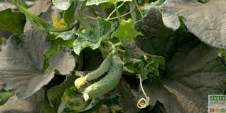 Tartiner le premier tronçon de fromage frais aux fines herbes, poser votre deuxième tronçon, déposer dessus des. Culture Du Concombre Du Semis A La Recolte Jardipartage