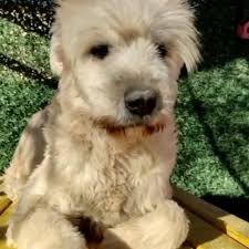 Iletisim Dereotu Trex Yer Ankara Sirius Petshop Pet Kuafor