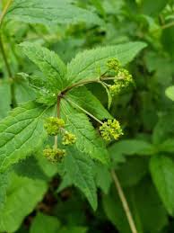 Image result for Sanicula