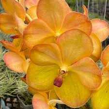 Image result for Vanda